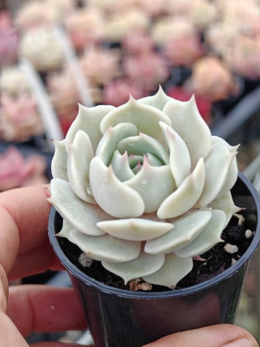 Echeveria lola live - echeveria, succulent