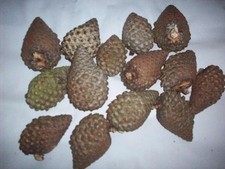 14 Large Scotch Natural Pine