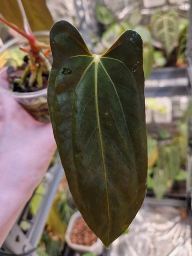 Anthurium papillilaminum - anthurium,
