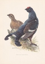1960 BLACK GROUSE Bird Print -