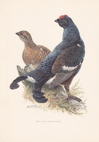 1960 black grouse - grouse,