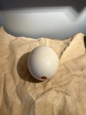 Ostrich Egg Blown Out
