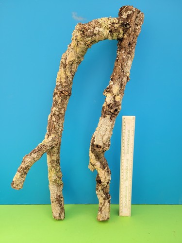 Cork bark branch - branch, snake