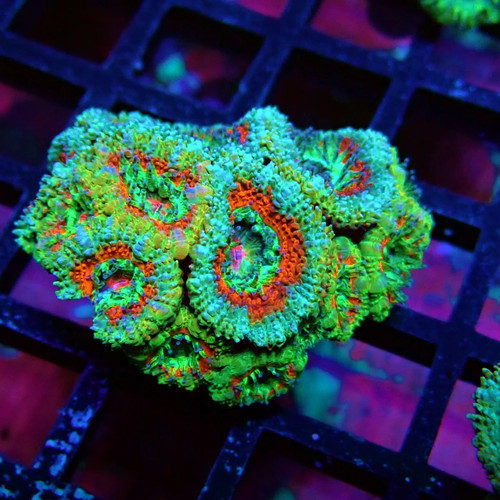 Wysiwyg acan lord coral frag - acan,