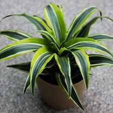 T&M Houseplant Dracaena