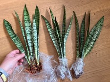 Sansevieria Trifasciata