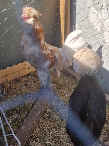 Polish chicken pack - chicken, 6
