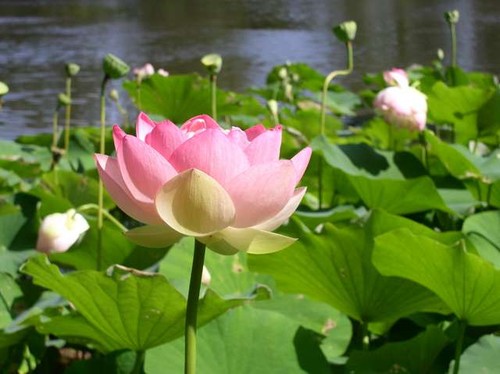 Nelumbo nucifera seeds - -,
