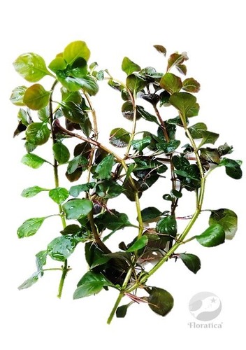 Ludwigia palustris green - ludwigia,