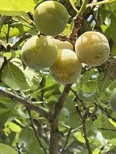 10 X  Greengage Seeds  From