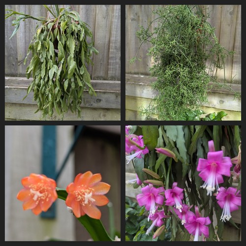 Rhipsalis epiphyllum - rhipsalis,, &