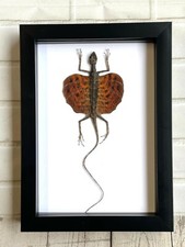 Red Bearded Flying Dragon