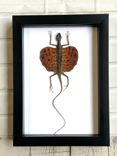 Red bearded flying dragon - red,