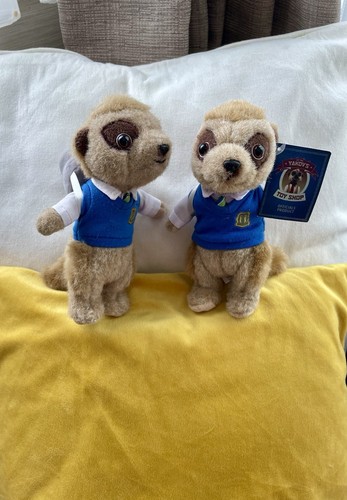 Pair compare the meerkat - pair, of