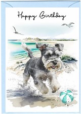 Miniature schnauzer dog - miniature,