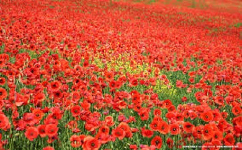 Papaver rhoeas red common - red,
