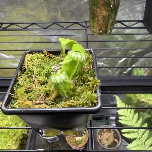 Cephalotus big boy - big, carnivorous