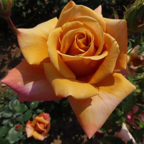 Loving son 5lt potted - loving,