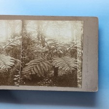 St Just In Roseland Stereoview