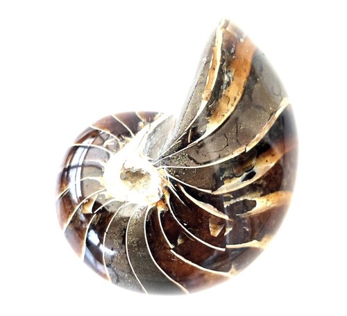Fossil nautilus nice grade - fossil,