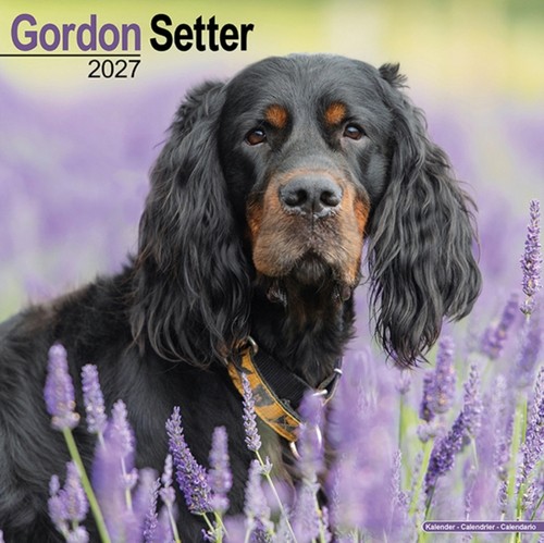 Gordon setter - gordon,
