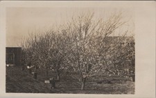 1915 RPPC Blossom Orchard With