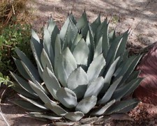 Palmer's century plant - Agave