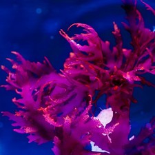 Marine Macro Algae, Halymenia