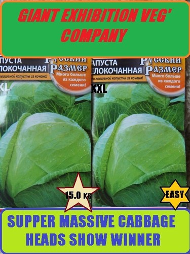 Giant exhibition cabbage seed - exhibition,