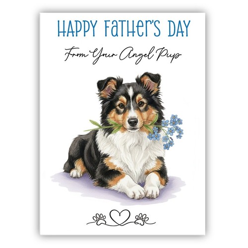 Shetland sheepdog father - shetland,