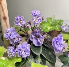African Violet  variegated
