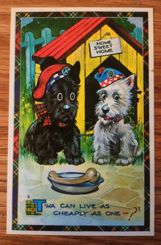 Comic postcard scottie dog - -scottie,