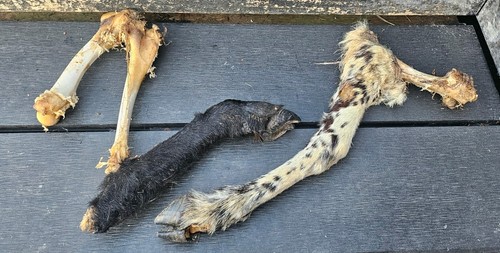 Sheep skull taxidermy art - sheep,
