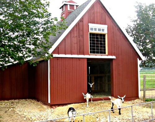 Small animal barn designs - animal, designs-
