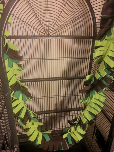 Fringe vine sugar glider - vine,sugar,