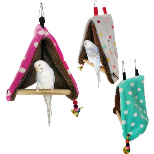 Pet bird parrot parakeet