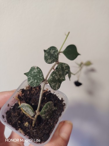 Unusual hoya curtisii - hoya, rooted
