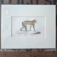 1835 Jardine Antique Monkey