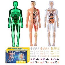 Anatomy Model Human Body Model 3D Body Puzzle STEM Toys Scientific Experiment