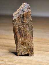 Dinosaur Fossil Bargain Hell Creek Gift Idea Triceratops T-Rex (Ref 7719) 