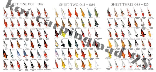 Koi breed posters 126 - koi,