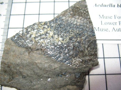 Permian fish fossil - , from