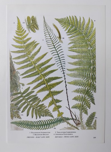 Vintage green fern - vintage,