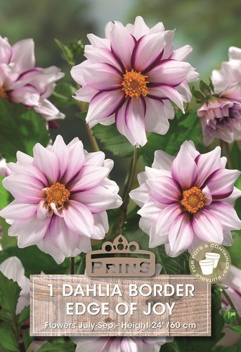 Dahlia border edge joy - dahlia, of