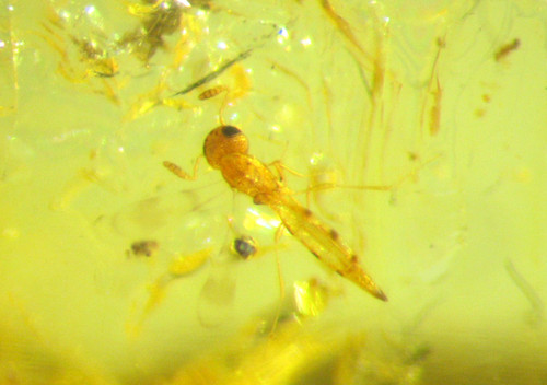 Pliocene amber kenya - pliocene,