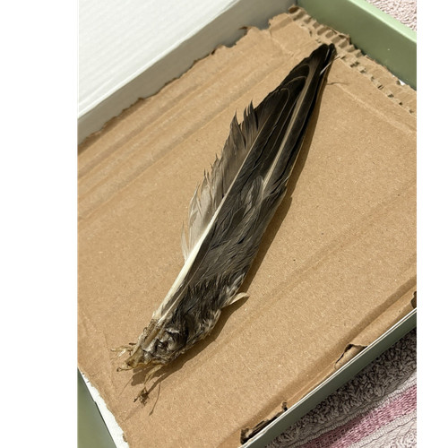 Pheasant feather taxidermy - pheasant,