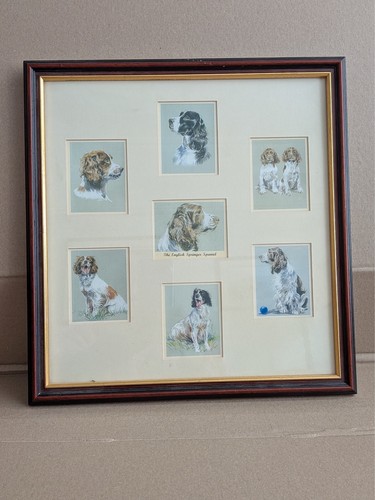 Springer spaniel print - print,