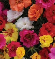 MOSS ROSE DOUBLE FLOWERED