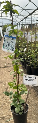 Clematis huldine - clematis, ‘huldine’