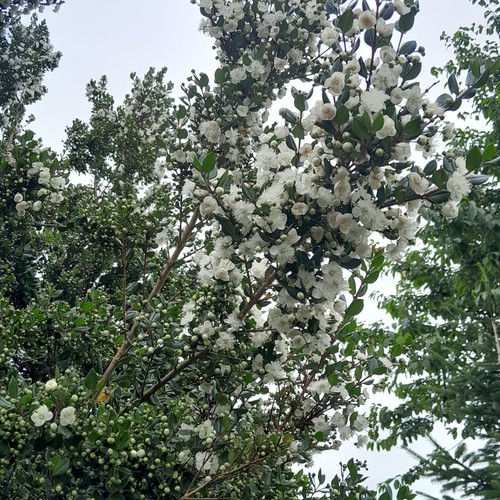 Young white myrtle - 1,
